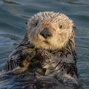 Go ahead make me an otter, I mean offer!